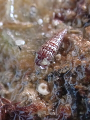 Cerithiopsis tubercularis