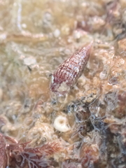 Cerithiopsis tubercularis