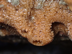 Ulosa digitata