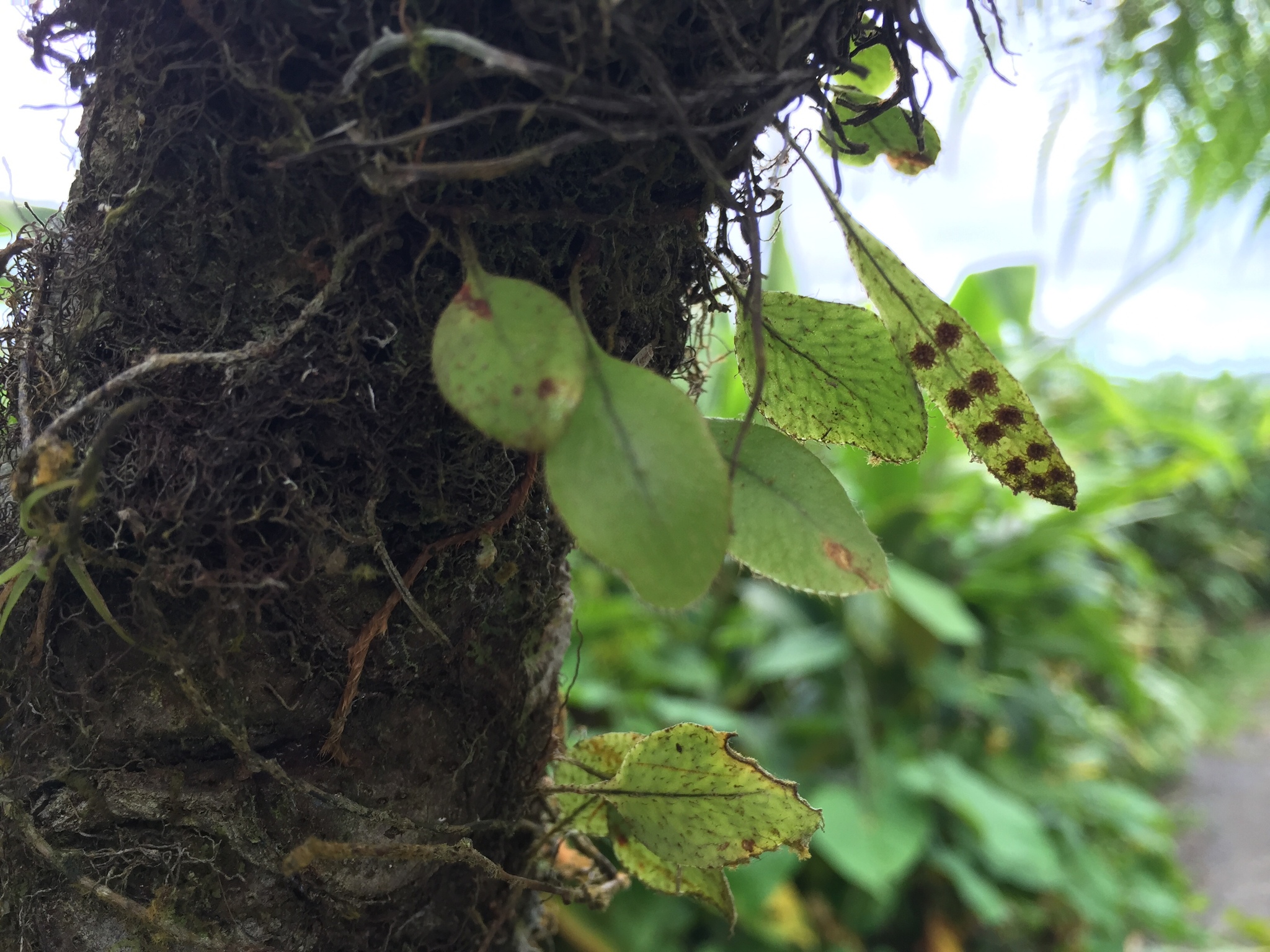 Microgramma Piloselloides