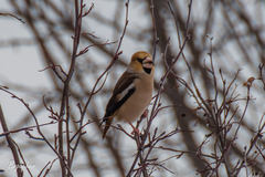 Coccothraustes coccothraustes