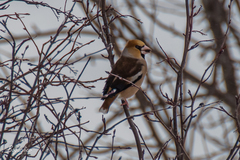 Coccothraustes coccothraustes
