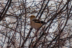 Coccothraustes coccothraustes