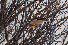 Coccothraustes coccothraustes