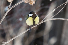 Parus major