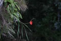 Gladiolus cruentus