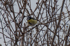Cyanistes caeruleus