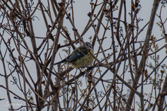 Cyanistes caeruleus