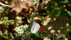 Colotis danae eupompe