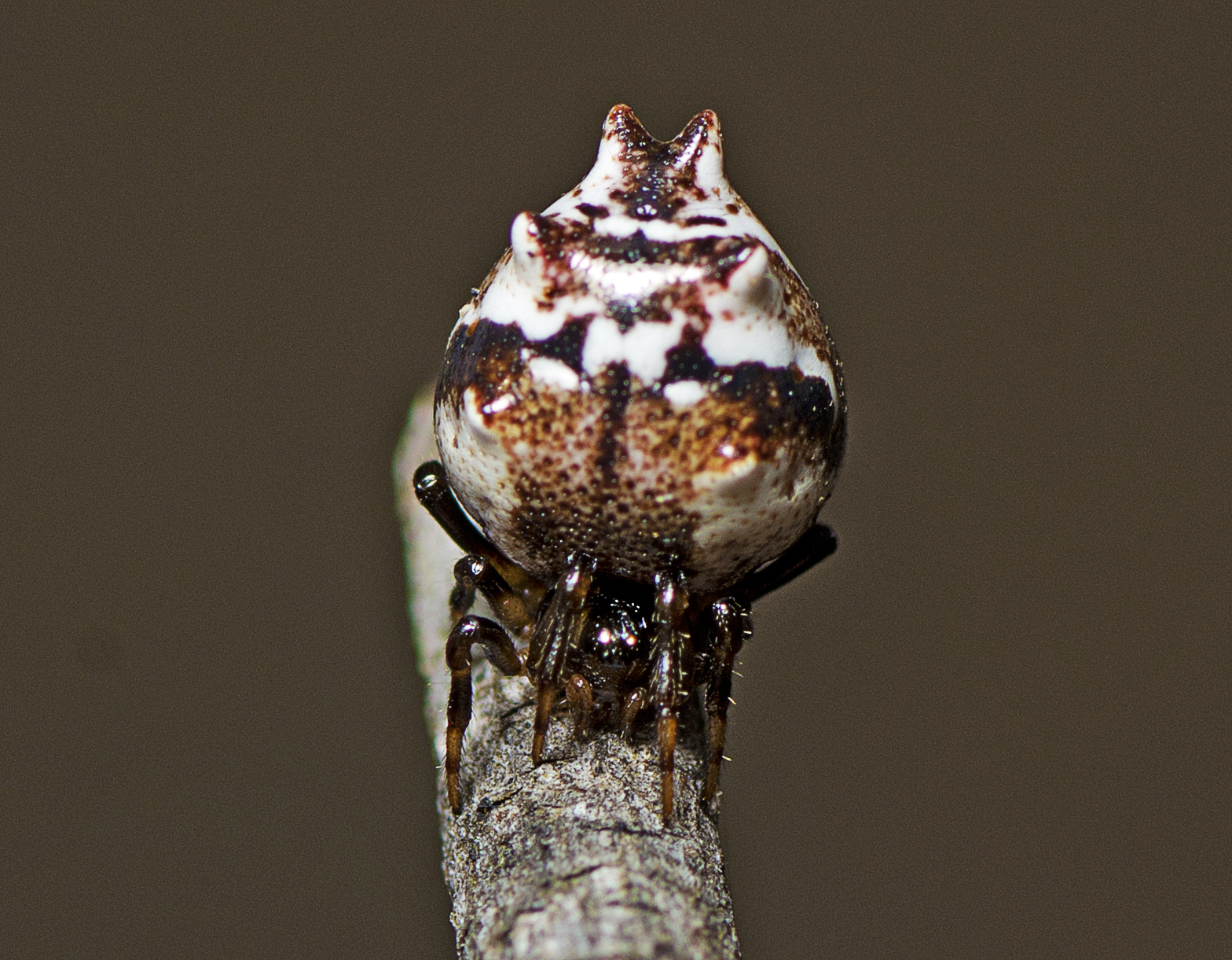 Six-humped Shell-back Spider (Phoroncidia sextuberculata