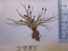 Eleocharis albibracteata