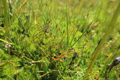 Eleocharis albibracteata