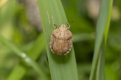 Eurygaster integriceps