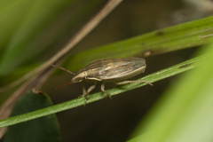 Eurygaster integriceps