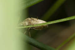 Eurygaster integriceps