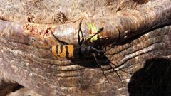 Diastocera trifasciata