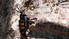 Diastocera trifasciata