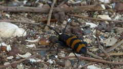 Diastocera trifasciata