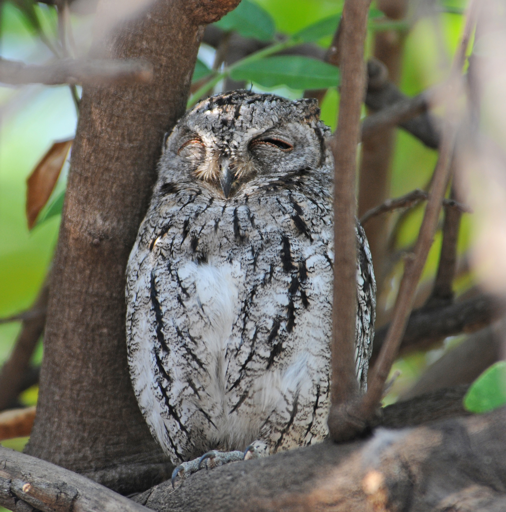 African Scops Owl illustration