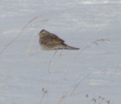 Emberiza citrinella × leucocephalos