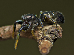 Damoetas nitidus