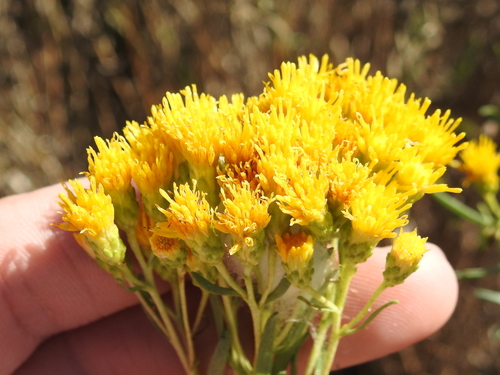 Image of Isocoma drummondii by (c) Sam Kieschnick, some rights reserved (CC BY)