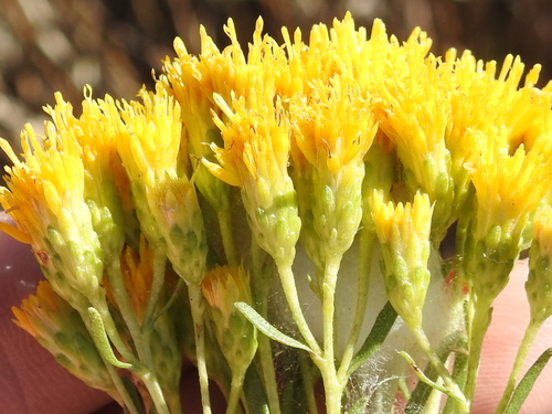 Image of Isocoma drummondii by (c) Sam Kieschnick, some rights reserved (CC BY)