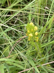 Alectra sessiliflora