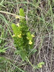 Alectra sessiliflora