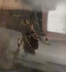 Leptoglossus occidentalis