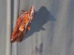 Acleris cristana