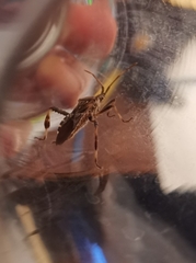Leptoglossus occidentalis