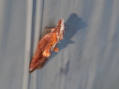 Acleris cristana