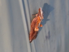 Acleris cristana