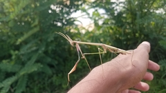 Idolomorpha madagascariensis
