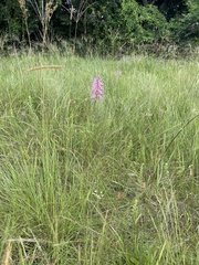 Disa nervosa