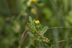 Medicago rugosa