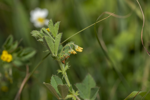 Image of Medicago rugosa by (c) Eleftherios Katsillis, some rights reserved (CC BY)