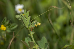 Medicago rugosa