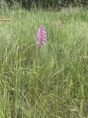 Disa nervosa