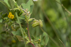 Medicago rugosa