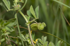 Medicago rugosa