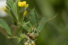 Medicago rugosa