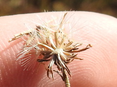 Psilactis heterocarpa