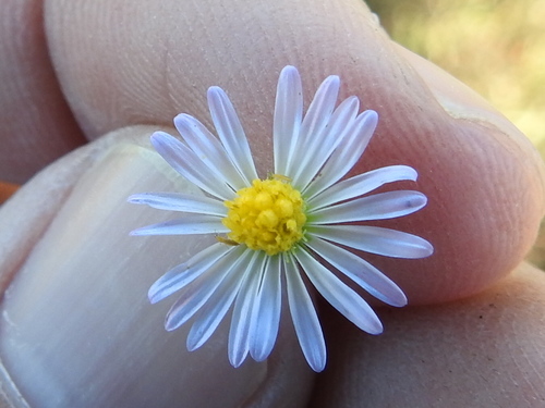 Image of Psilactis heterocarpa by (c) Sam Kieschnick, some rights reserved (CC BY)