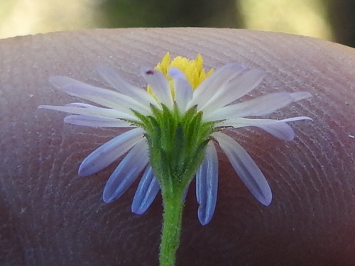 Image of Psilactis heterocarpa by (c) Sam Kieschnick, some rights reserved (CC BY)