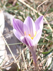 Crocus versicolor
