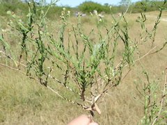 Psilactis heterocarpa