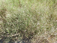 Psilactis heterocarpa