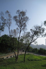 Acacia confusa